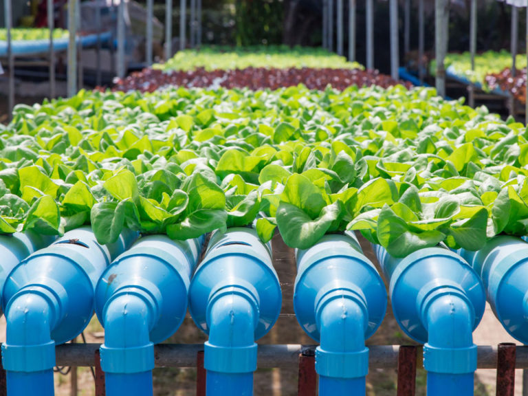 Kontek Hydroponic Industry