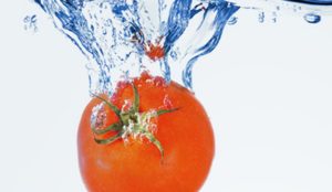 Tomato Hydroponic